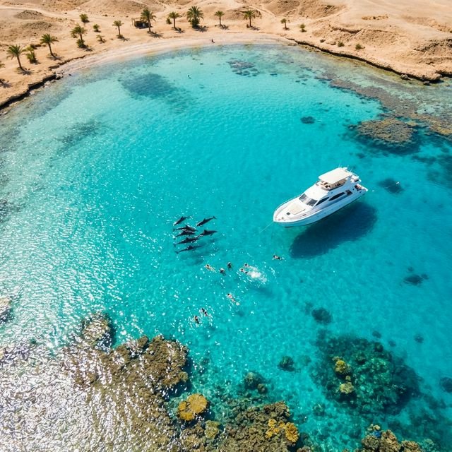 Дом Дельфинов (Dolphin House): Плавание с дельфинами в открытом море